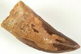 Carcharodontosaurus Tooth - Real Dinosaur Tooth #207004-1